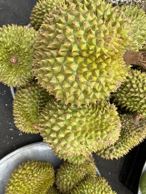 Bất ngờ với công dụng chữa bệnh của trái sầu riêng - Ảnh 2. Sầu riêng được bày bán tại chợ Bà Chiểu, TP.HCM - Ảnh: THÙY DƯƠNG