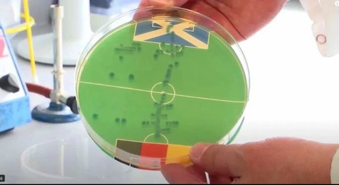 Nhà khoa học Đức dự đoán kết quả Euro 2024 bằng vi khuẩn chết người E. coli- Ảnh 2. Nhà vi trùng học Markus Egert với thử nghiệm dùng vi khuẩn dự đoán trận Đức với Scotland - Ảnh: The Sun