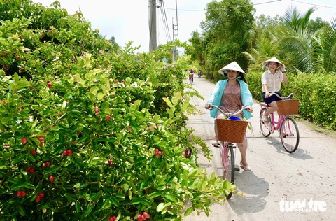 Những cây si rô mọc dọc theo con đường bê tông vào làng - Ảnh: T.T.D. Những cây si rô mọc dọc theo con đường bê tông vào làng - Ảnh: T.T.D.