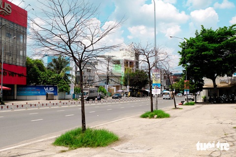 Cây xanh chết khô hàng loạt ở TP.HCM: Quận kiến nghị Sở Xây dựng nhiều lần nhưng chưa được xử lý- Ảnh 1. Cây xanh chết khô chỉ còn trơ trọi thân và cành trên đường Tên Lửa (quận Bình Tân, TP.HCM) - Ảnh: PHƯƠNG NHI