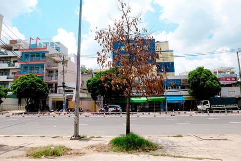 Sở Xây dựng TP.HCM: Cây xanh chết khô hàng loạt do... chịu nhiệt kém- Ảnh 3. Cây xanh khô héo trên đường Tên Lửa, quận Bình Tân - Ảnh: PHƯƠNG NHI
