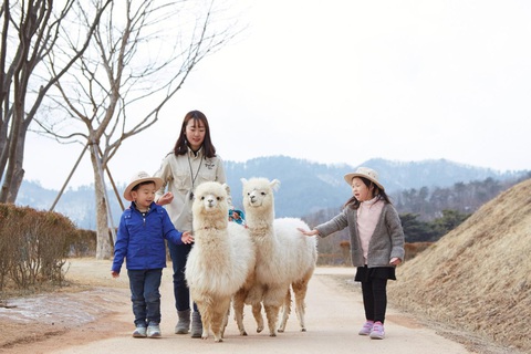 Thế giới lạc đà ít người biết tại Alpaca World Hàn Quốc- Ảnh 1. Những chú lạc đà alpaca vô cùng dễ thương
