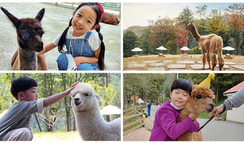 Thế giới lạc đà ít người biết tại Alpaca World Hàn Quốc- Ảnh 2. Thế giới lạc đà ít người biết tại Alpaca World Hàn Quốc- Ảnh 2.
