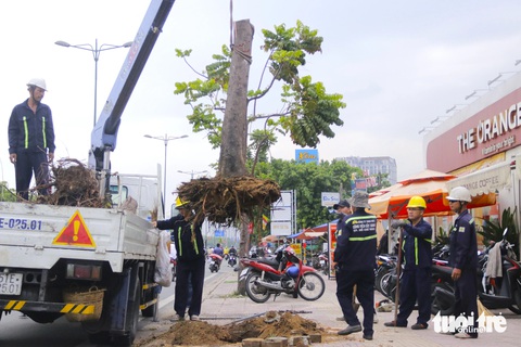 Trồng mới, xử lý cây xanh chết khô trên đường ở TP.HCM- Ảnh 1. Nhân viên Công ty Công viên cây xanh cưa bỏ, bứng gốc một cây lớn chết khô trên đường Phạm Văn Đồng - Ảnh: TIẾN QUỐC