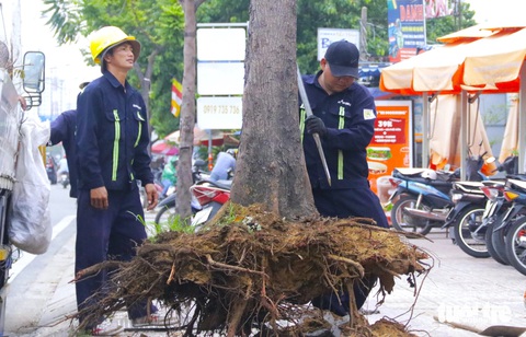 Trồng mới, xử lý cây xanh chết khô trên đường ở TP.HCM- Ảnh 3. Cây lớn chết để khô lâu ngày sẽ có nguy cơ đổ gãy, gây nguy hiểm cho người đi đường - Ảnh: PHƯƠNG NHI