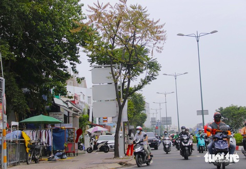 Trồng mới, xử lý cây xanh chết khô trên đường ở TP.HCM- Ảnh 4. Cạnh đó, rải rác dọc tuyến đường Phạm Văn Đồng cũng xuất hiện cây xanh đang có dấu hiệu lá héo úa - Ảnh: TIẾN QUỐC