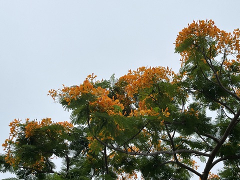 Về Tây Đô ngắm hoa phượng vàng gọi hè- Ảnh 3. Cây phượng có tán rộng, lá nhỏ nhưng mọc dày và nhiều, xen kẽ nhau tạo ra bóng mát, thích hợp trồng ở trường học, công viên, góc phố