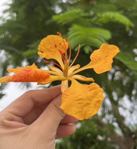 Về Tây Đô ngắm hoa phượng vàng gọi hè- Ảnh 2. Dù đã rụng xuống nhưng bông hoa phượng vàng vẫn còn giữ sắc vàng rực vốn có