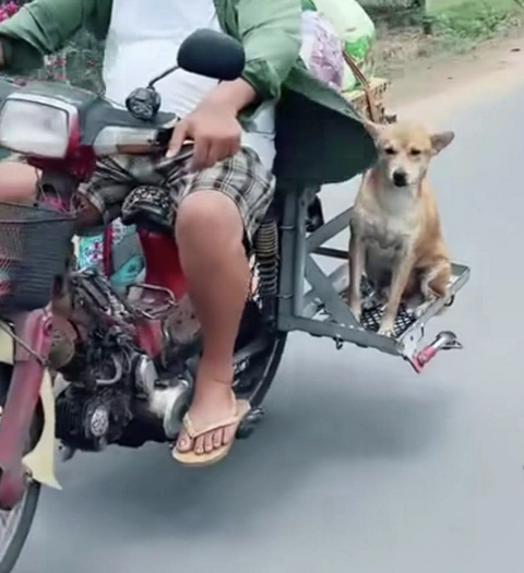 Ảnh vui 8-6: Khi nhà có con nhỏ...- Ảnh 2. Đi đâu cũng được, miễn là đi cùng nhau.