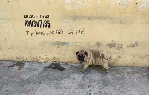 Ảnh vui 8-6: Khi nhà có con nhỏ...- Ảnh 5. Meo meo meo...
