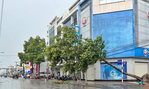 Cây xanh ở An Giang gãy đổ hàng loạt trong cơn mưa lớn- Ảnh 4. Một cây xanh bị bật gốc - Ảnh: Page TP Châu Đốc