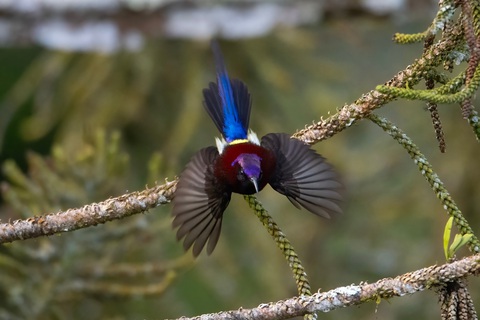 Việt Nam dự Malaysia Birdrace: Đi ngày đàng học một sàng khôn- Ảnh 3. Chim Black-Throated Sunbird - Ảnh: Dương Trấn Hải