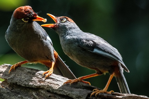 Chim Chestnut-cappedLaughingthrush. Ảnh: Nguyễn Bảo HUy Chim Chestnut-cappedLaughingthrush - Ảnh: Nguyễn Bảo Huy