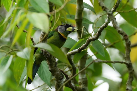 Chim Fire-tufted Barbet. Ảnh: HUỳnh Thanh Danh Chim Fire-tufted Barbet - Ảnh: Huỳnh Thanh Danh