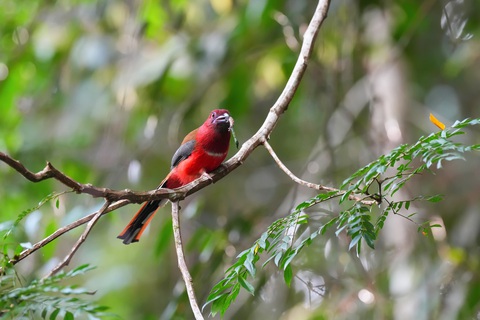 Red-headed Trogon. Ảnh: HUỳnh Thanh Danh Red-headed Trogon - Ảnh: Huỳnh Thanh Danh