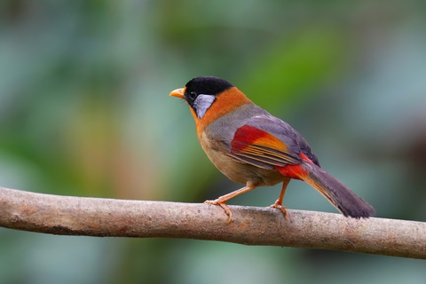 Silver-eared Mesia. Ảnh: HUỳnh Thanh Danh Silver-eared Mesia - Ảnh: Huỳnh Thanh Danh