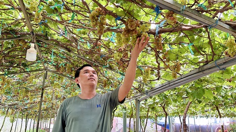 Vườn nho trĩu quả giữa sông Tiền đón khách tham quan miễn phí- Ảnh 1. Ông Lê Hồng Xuân - chủ vườn nho Xuân Tươi - cho biết hiện nay cây nho khá dễ trồng ở khu vực miền Tây - Ảnh: ĐẶNG TUYẾT