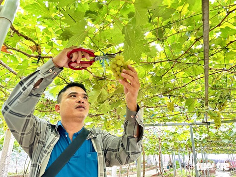 Vườn nho trĩu quả giữa sông Tiền đón khách tham quan miễn phí- Ảnh 5. Khách trải nghiệm hái nho tại vườn - Ảnh: ĐẶNG TUYẾT