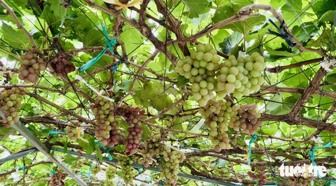 Vườn nho trĩu quả giữa sông Tiền đón khách tham quan miễn phí- Ảnh 6. Hiện nho đang vào vụ thu hoạch, chủ yếu được bán tại vườn cho du khách tự tay lựa chọn - Ảnh: ĐẶNG TUYẾT