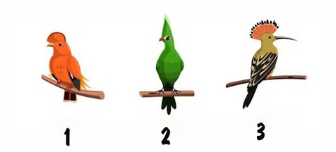 Quiz: Loài chim yêu thích hé lộ tính cách bí ẩn của bạn- Ảnh 1. Quiz: Loài chim yêu thích hé lộ tính cách bí ẩn của bạn- Ảnh 1.