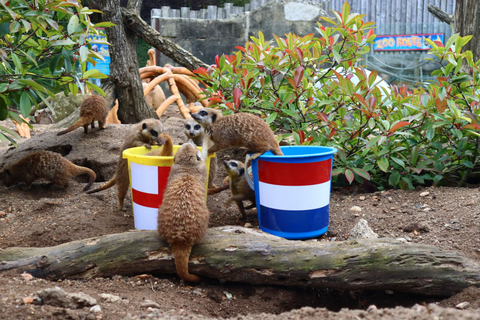 Cầy meerkat dự đoán tuyển Anh thắng Hà Lan ở bán kết Euro 2024- Ảnh 1. Cầy meerkat dự đoán tuyển Anh sẽ thắng Hà Lan ở bán kết Euro 2024