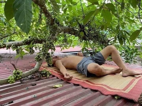 Ảnh vui 10-7: Bài học dành cho những ai không thắt dây an toàn- Ảnh 3. Nằm chờ sung rụng.