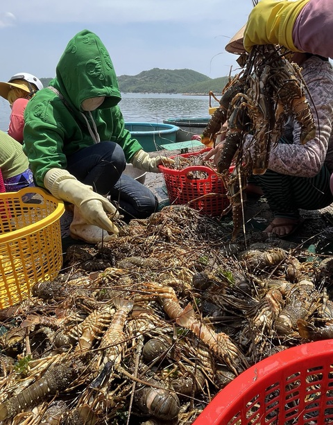Tôm hùm chết hàng loạt tại vùng nuôi thị xã Sông Cầu (Phú Yên) vào tháng 6-2024 - Ảnh: NGUYỄN HOÀNG Tôm hùm chết hàng loạt tại vùng nuôi thị xã Sông Cầu (Phú Yên) vào tháng 6-2024 - Ảnh: NGUYỄN HOÀNG