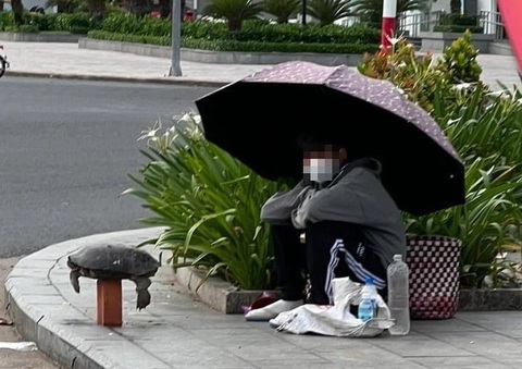 Rùa răng được bày bán trên vỉa hè trong những ngày qua ở TP Tuy Hòa (tỉnh Phú Yên) - Ảnh: CAO MINH Rùa răng được bày bán trên vỉa hè trong những ngày qua ở TP Tuy Hòa (tỉnh Phú Yên) - Ảnh: CAO MINH