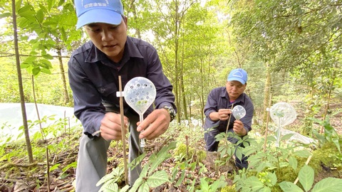 Pháp lý cho cây sâm: lên luật hay ở nghị định?- Ảnh 1. Trồng sâm dưới tán rừng ở miền núi Quảng Nam - Ảnh: L.TR.
