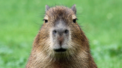 Bắt trend nóng, shop online kiếm bạc tỉ nhờ bán gấu bông Capybara- Ảnh 1. Sự đáng yêu của Capybara khiến loài gặm nhấm này đang được nhiều người yêu thích - Ảnh: Chụp màn hình