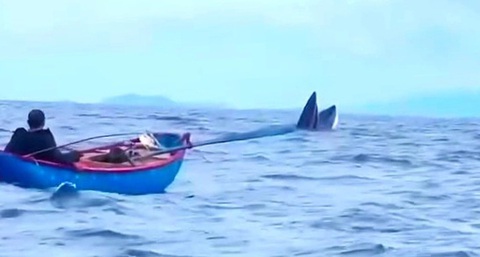 Cá voi xuất hiện ở vùng biển xã Hoài Hải, thị xã Hoài Nhơn khiến ngư dân bất ngờ - Ảnh: Cắt từ video Huỳnh Ngọc Đệ Cá voi xuất hiện ở vùng biển xã Hoài Hải, thị xã Hoài Nhơn (Bình Định) khiến ngư dân bất ngờ - Ảnh: Từ video của HUỲNH NGỌC ĐỆ