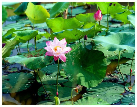 Tranh luận sôi nổi chọn sen hay lúa làm quốc hoa- Ảnh 1. Hoa sen - Ảnh: HOÀNG ANH CAO