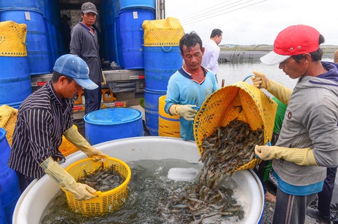 Ấn Độ và Ecuador bán tôm cho Trung Quốc giá rẻ nhất 10 năm qua, tôm Việt Nam bán sao?- Ảnh 1. Việt Nam chế biến nhiều hàng giá trị gia tăng hơn Ecuador và Ấn Độ nên giá tôm Việt giảm ít hơn - Ảnh: QUANG ĐỊNH