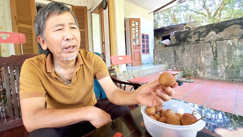 Cụ vải trứng 100 tuổi giúp dân làm giàu- Ảnh 1. Ông Vì khoe trái vải trứng để nửa tháng trong tủ lạnh vẫn tươi ngon - Ảnh: TÂM LÊ
