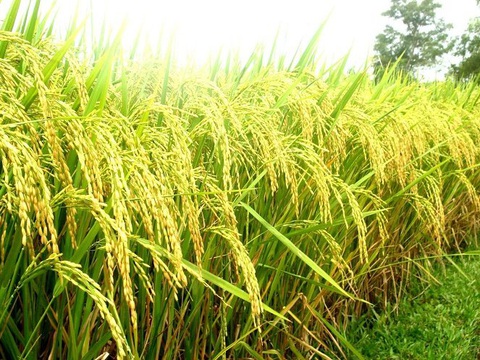 Chọn quốc hoa, dễ hay khó?- Ảnh 1. Bông lúa là một trong những ứng viên cho quốc hoa Việt Nam - Ảnh: TTO