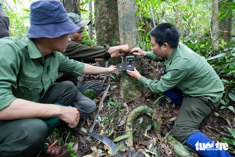 Giải cứu sao la khỏi tuyệt chủng, phát hiện nhiều loài quý hiếm khác- Ảnh 1. Đặt bẫy ảnh ở Khu bảo tồn thiên nhiên Đakrông, Quảng Trị - Ảnh: HOÀNG TÁO