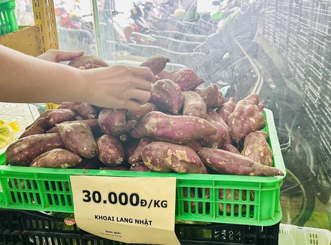 Cũng là khoai lang Nhật, sao nơi bán vài chục nghìn, nơi hơn… nửa triệu đồng/kg?- Ảnh 1. Cũng gọi là khoai lang Nhật nhưng nếu trồng ở Việt Nam có giá rất thấp, chỉ 30.000 đồng/kg - Ảnh: THẢO THƯƠNG
