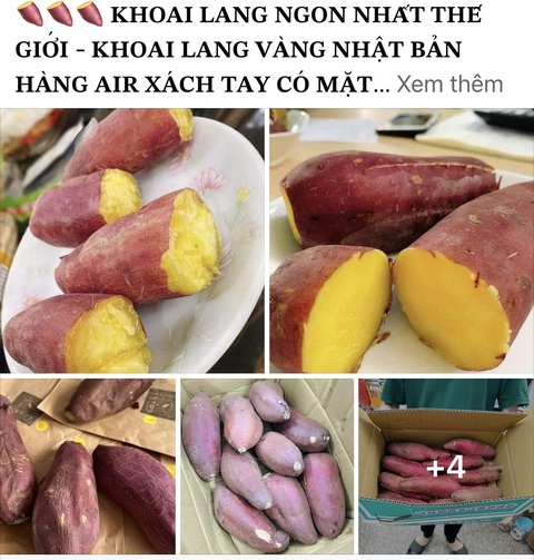 Cũng là khoai lang Nhật, sao nơi bán vài chục nghìn, nơi hơn… nửa triệu đồng/kg?- Ảnh 2. Khoai lang Nhật rao bán trên mạng xã hội với giá đắt đỏ, khoảng 550.000 đồng/kg - Ảnh chụp màn hình: THẢO THƯƠNG