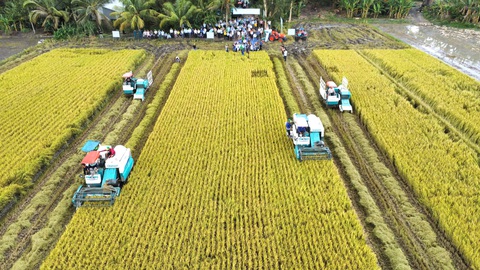 Làm cho được 1 triệu ha lúa chất lượng cao- Ảnh 1. Thu hoạch lúa mô hình thí điểm chương trình 1 triệu ha lúa chất lượng cao tại TP Cần Thơ - Ảnh: H.X.