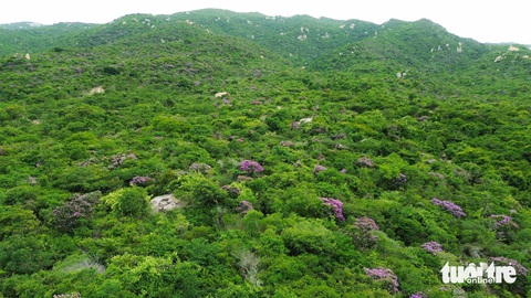 Bằng lăng tím dù sinh trưởng, phát triển trong môi trường nắng gió khắc nghiệt, trên sỏi cằn khô nhưng nó vẫn nở hoa rực rỡ tạo nên vẻ đẹp thơ mộng - Ảnh: DUY NGỌC Bằng lăng tím dù sinh trưởng, phát triển trong môi trường nắng gió khắc nghiệt, trên sỏi đá cằn khô nhưng vẫn nở hoa rực rỡ tạo nên vẻ đẹp thơ mộng - Ảnh: DUY NGỌC