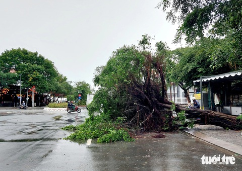 Mưa dông làm 34 căn nhà ở Kiên Giang bị sập, tốc mái- Ảnh 2. Hôm nay mưa dông làm cây xanh ở TP Rạch Giá bị ngã đổ - Ảnh: CHÍ CÔNG