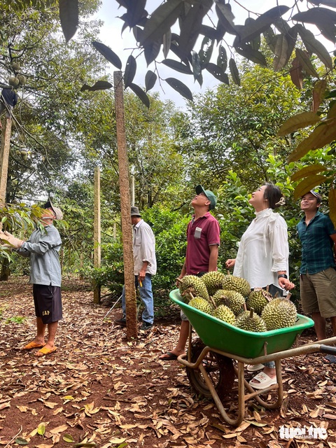 Du khách trải nghiệm thu hoạch sầu riêng tại huyện Krông Pắk - Ảnh: TRUNG TÂN Du khách trải nghiệm thu hoạch sầu riêng tại huyện Krông Pắk - Ảnh: TÂM AN