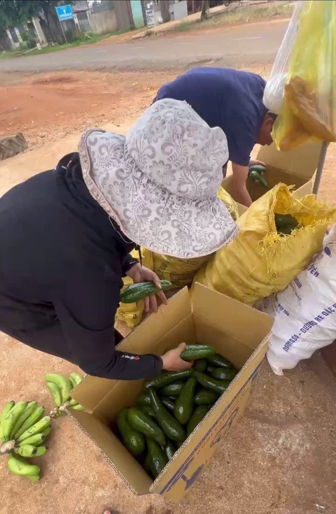 Mẹ Ngọc ở quê xếp bơ gửi lên cho con gái - Ảnh: NVCC Mẹ Ngọc ở quê xếp bơ gửi lên cho con gái - Ảnh: NVCC