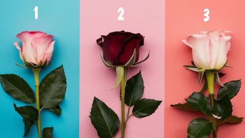 Bông hồng tiết lộ bạn là người quyết đoán, linh hoạt hay thỏa hiệp?- Ảnh 1. Bông hồng tiết lộ bạn là người quyết đoán, linh hoạt hay thỏa hiệp?- Ảnh 1.
