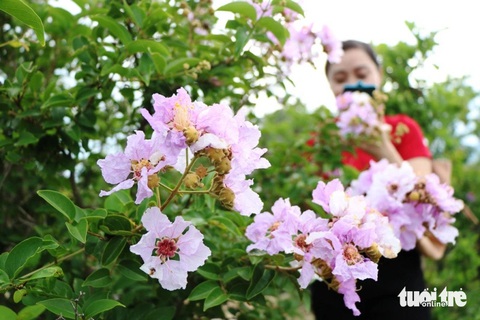 Ngất ngây với rừng hoa bằng lăng tự nhiên 'nhuộm tím' khu rừng ven biển- Ảnh 8. Sắc tím của hoa bằng lăng điểm tô một góc rừng ven biển - Ảnh: DUY NGỌC