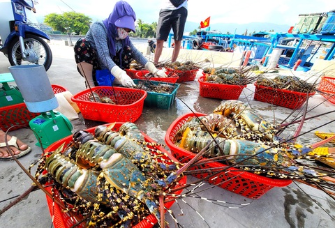 Tôm hùm ở tỉnh Khánh Hòa vừa được người dân thu hoạch, chuẩn bị xuất bán - Ảnh: NGUYỄN HOÀNG Tôm hùm ở tỉnh Khánh Hòa vừa được người dân thu hoạch, chuẩn bị xuất bán - Ảnh: NGUYỄN HOÀNG