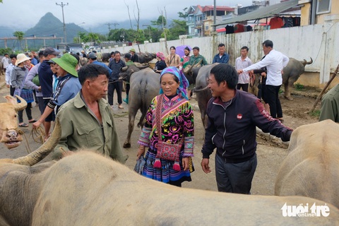 Vợ chồng ông Giàng Seo Măng mang ba con trâu lớn vượt hơn 40km xuống chợ trâu Bắc Hà để tìm chủ mới cho những con vật nuôi của mình - Ảnh: NGUYÊN BẢO Vợ chồng ông Giàng Seo Măng mang ba con trâu lớn vượt hơn 40km xuống chợ trâu Bắc Hà để tìm chủ mới cho vật nuôi của mình - Ảnh: NGUYÊN BẢO