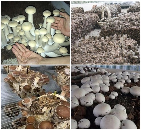 Vai trò của công nghệ sinh học trong nghiên cứu nấm ăn, nấm dược liệu- Ảnh 1. Vai trò của công nghệ sinh học trong nghiên cứu nấm ăn, nấm dược liệu- Ảnh 1.
