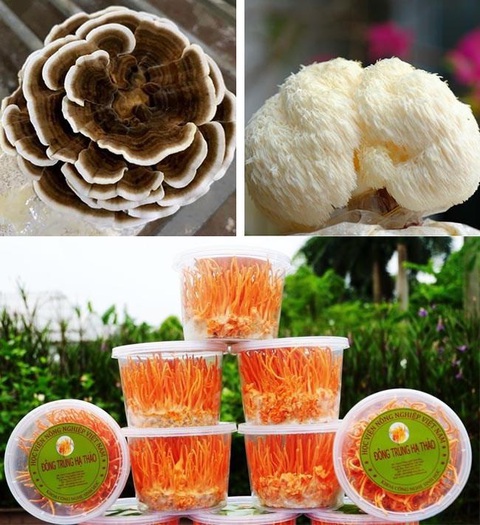 Vai trò của công nghệ sinh học trong nghiên cứu nấm ăn, nấm dược liệu- Ảnh 2. Vai trò của công nghệ sinh học trong nghiên cứu nấm ăn, nấm dược liệu- Ảnh 2.