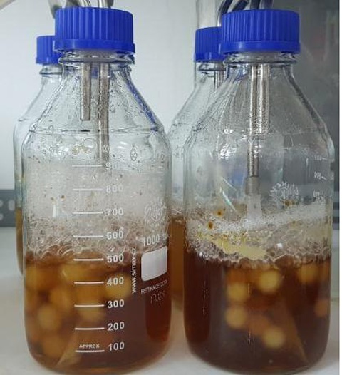 Vai trò của công nghệ sinh học trong nghiên cứu nấm ăn, nấm dược liệu- Ảnh 4. Vai trò của công nghệ sinh học trong nghiên cứu nấm ăn, nấm dược liệu- Ảnh 4.